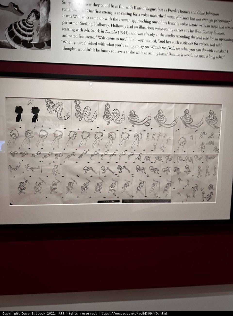 Avian Artistry on Display