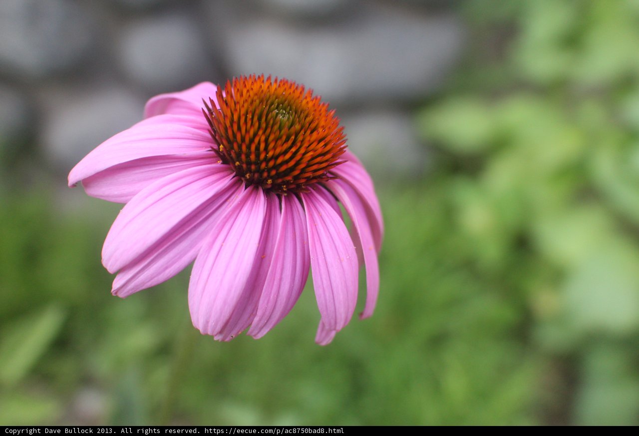 Pink Daisy Blossoming