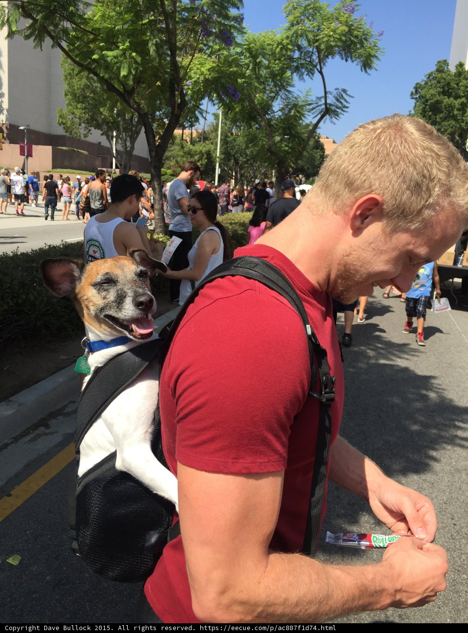 Festival Dog Portrait