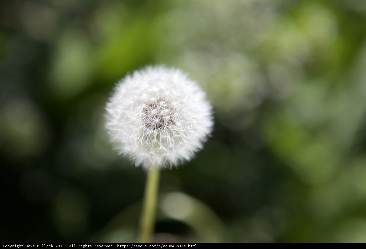 Dandelion Dreams