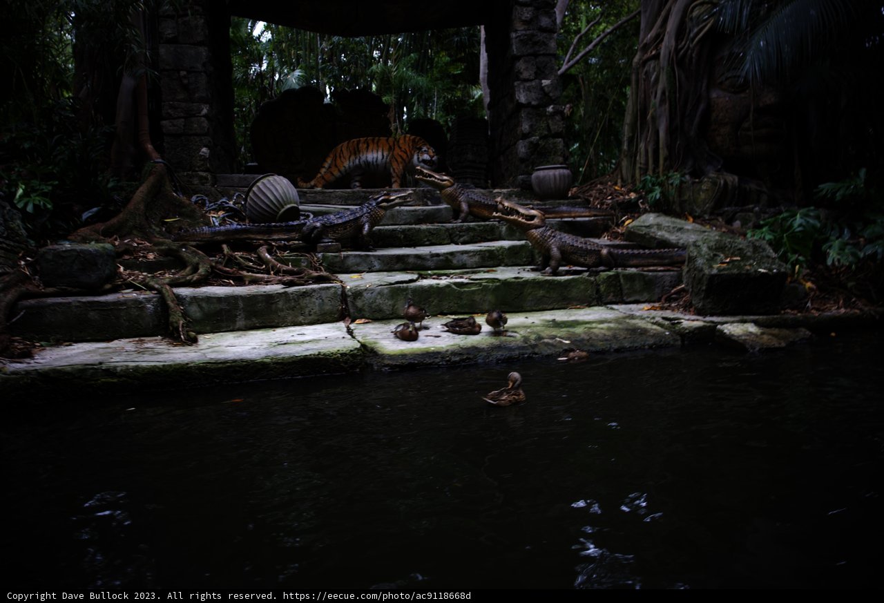 Unexpected Companions at the Pond