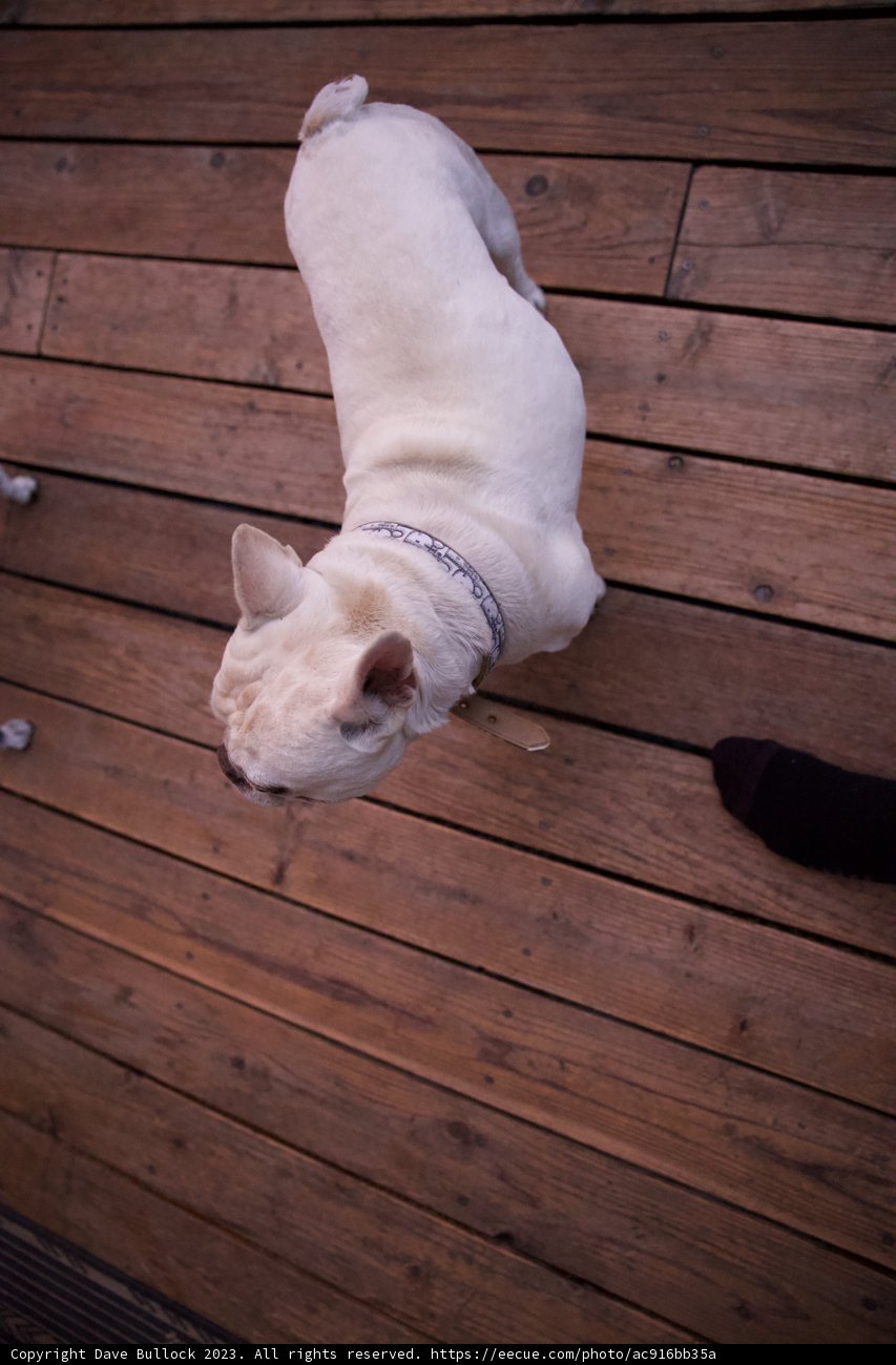 LA Chronicles: Majestic White Canine
