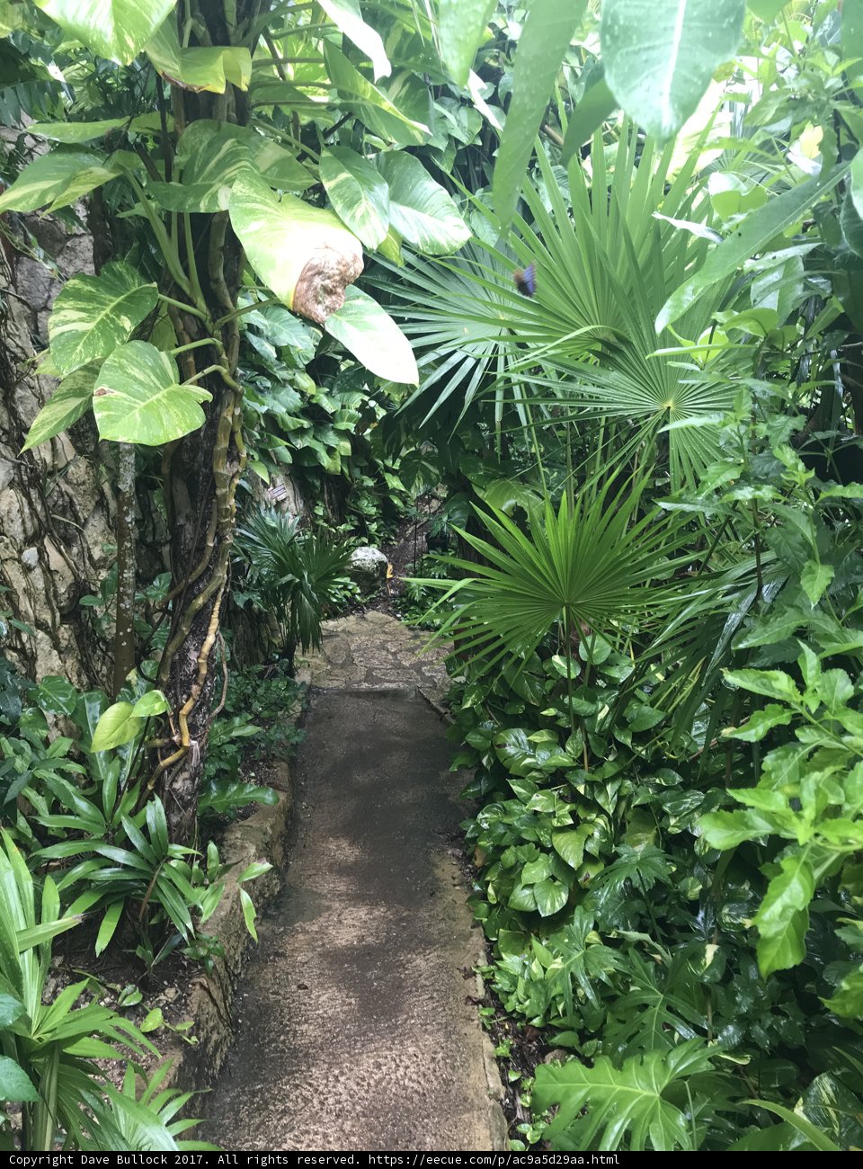 Tropical Pathway