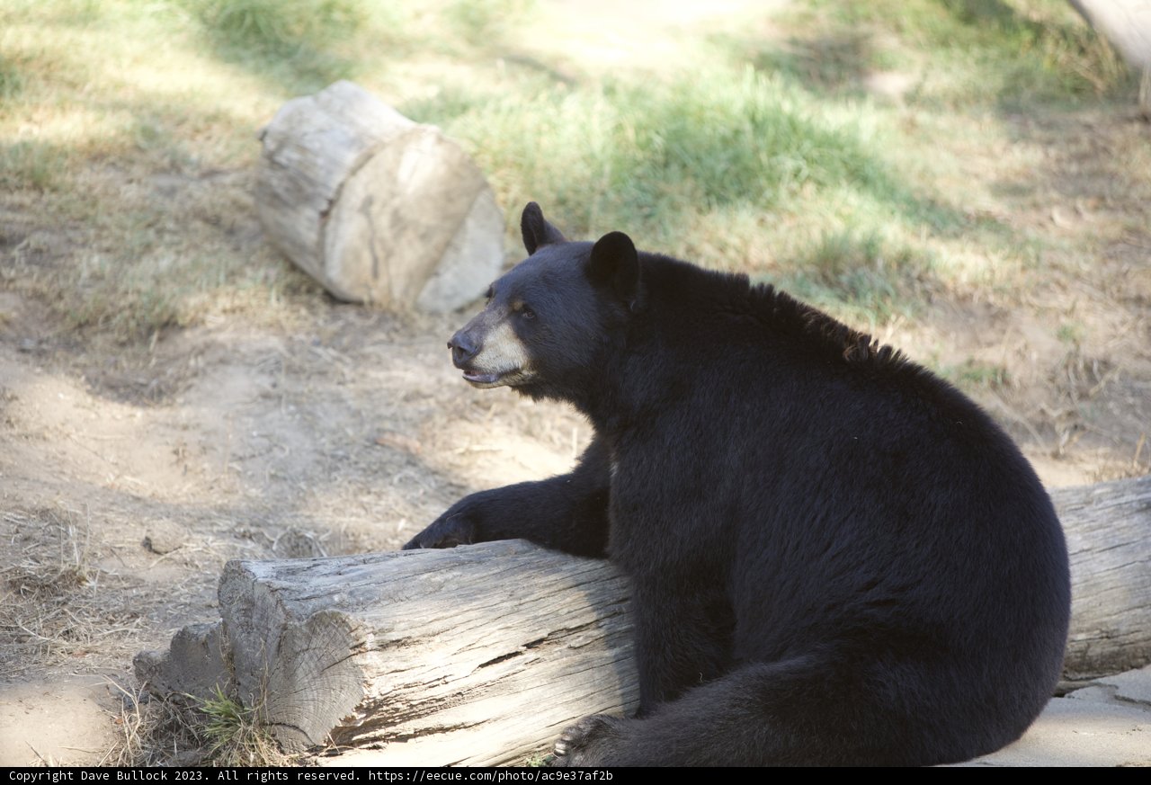 A Majestic Rest in San Francisco Zoo