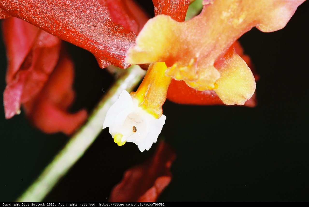 White Centered Flower