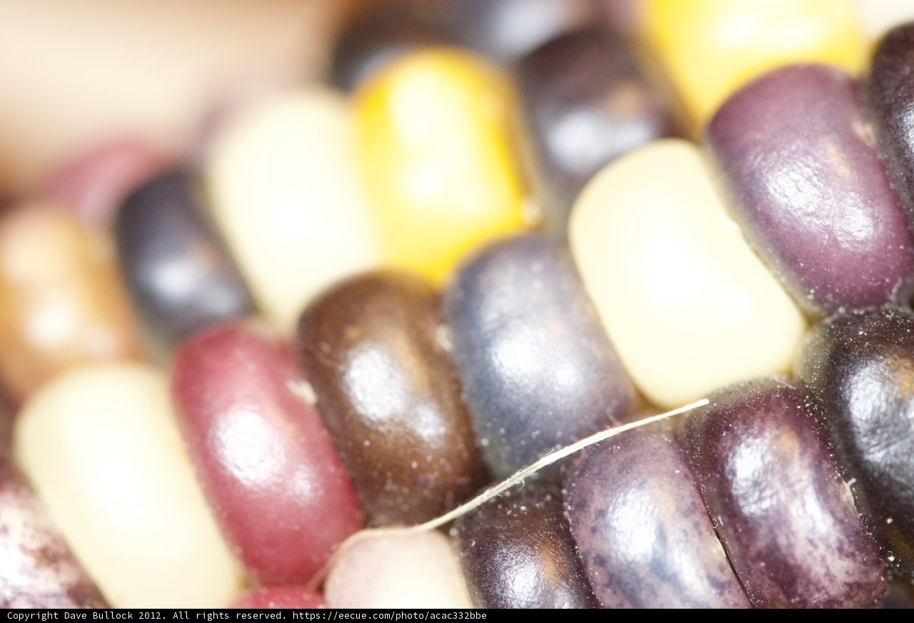 Colorful Beaded Corn Cob