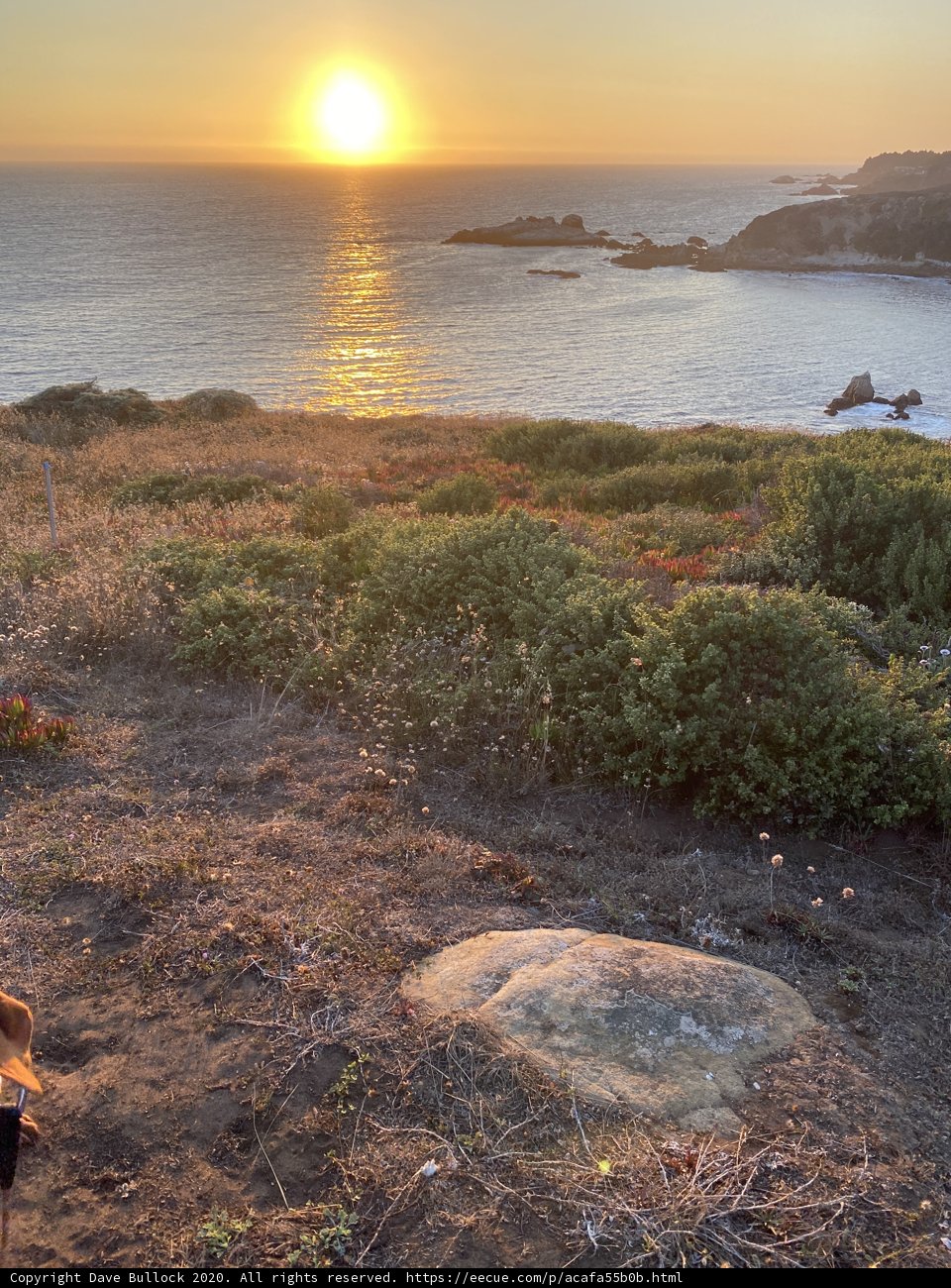 Serene Canine on the Coastal Cliffs