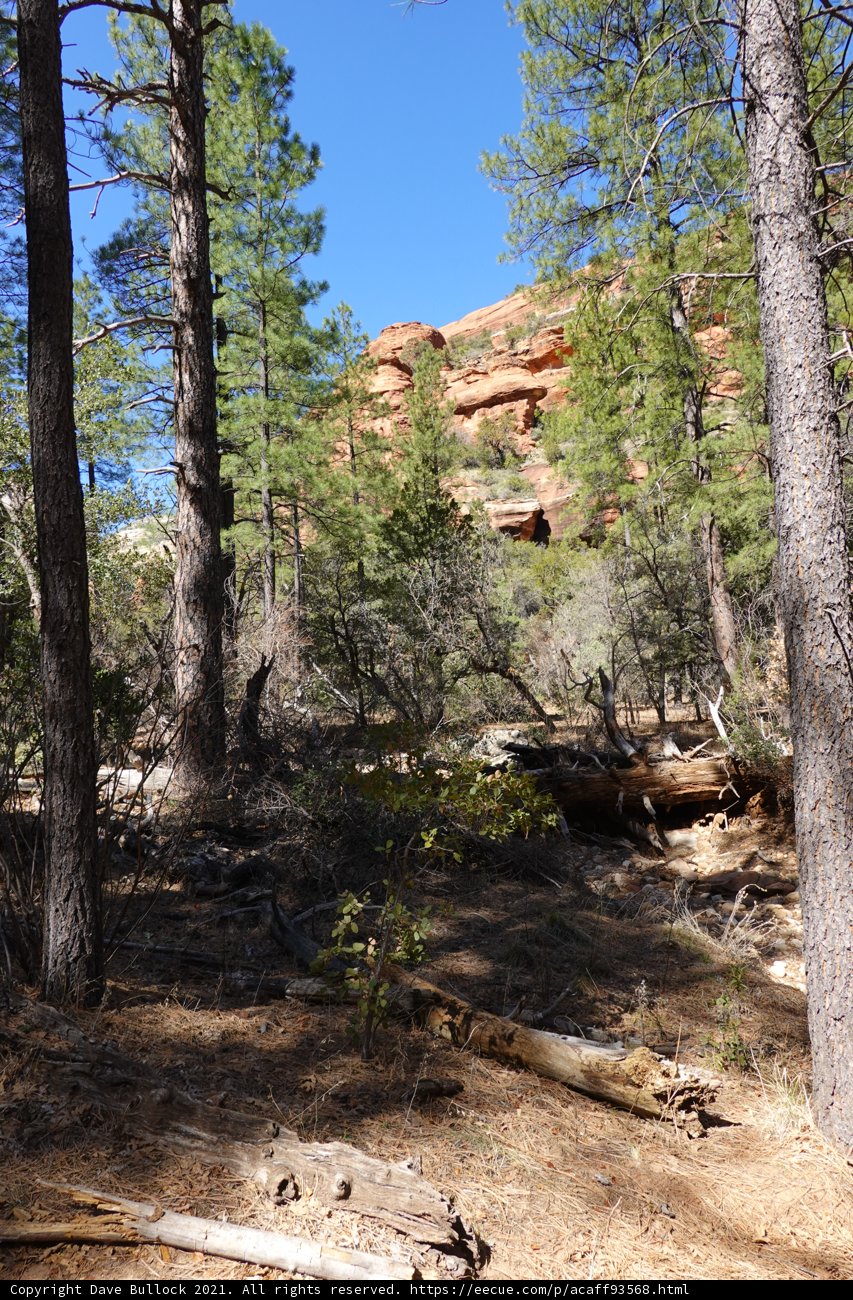 Serene Wilderness in Coconino National Forest