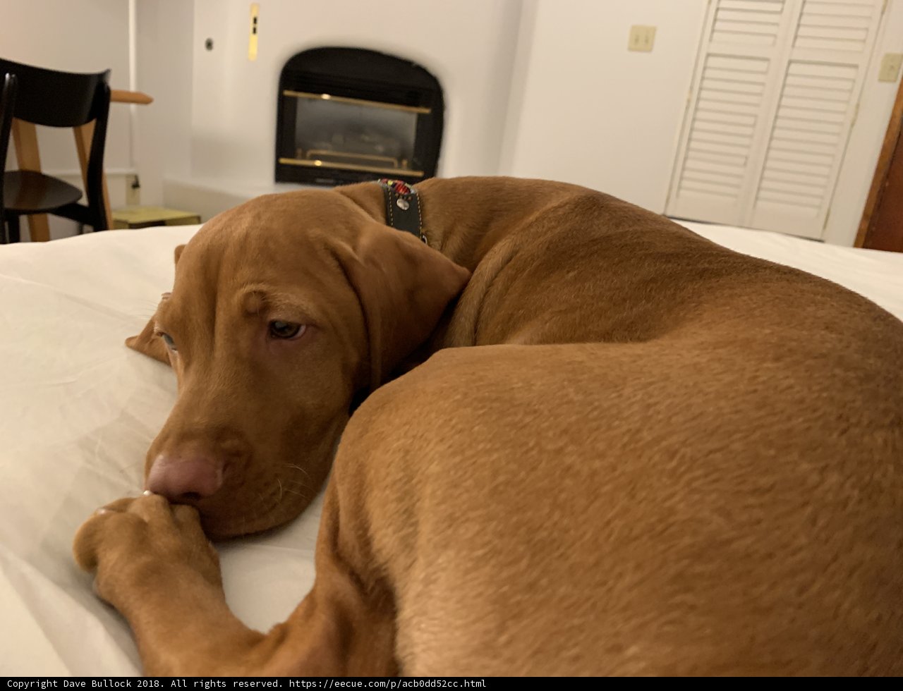 Comfy Canine