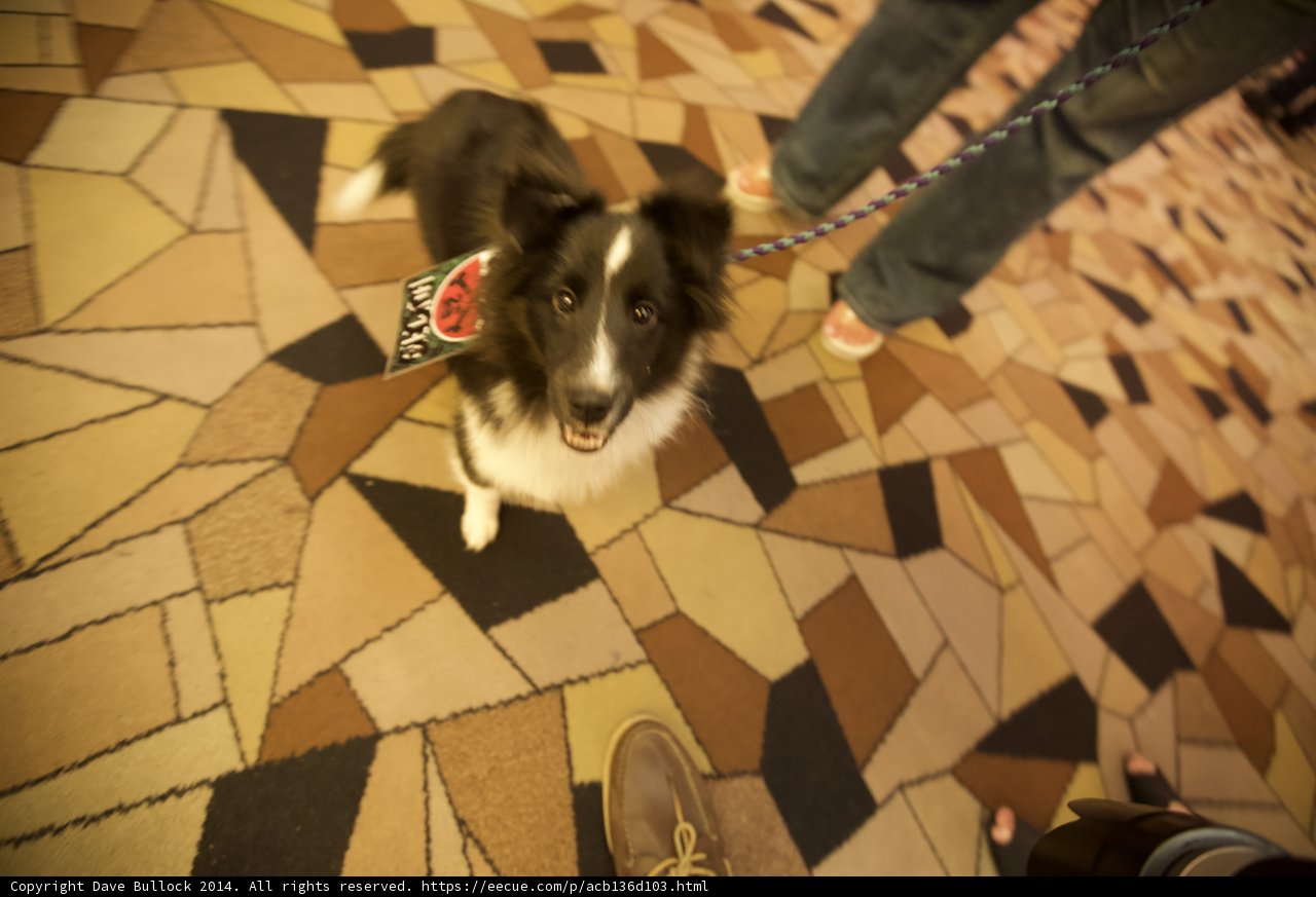 Man's Best Friend