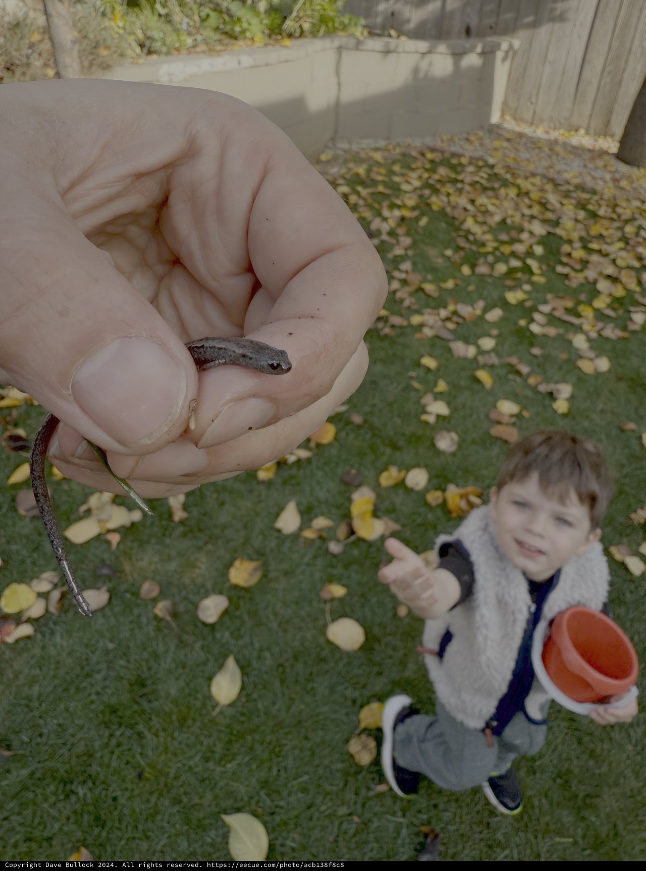Child Discovers Small Snake in Backyard Adventure