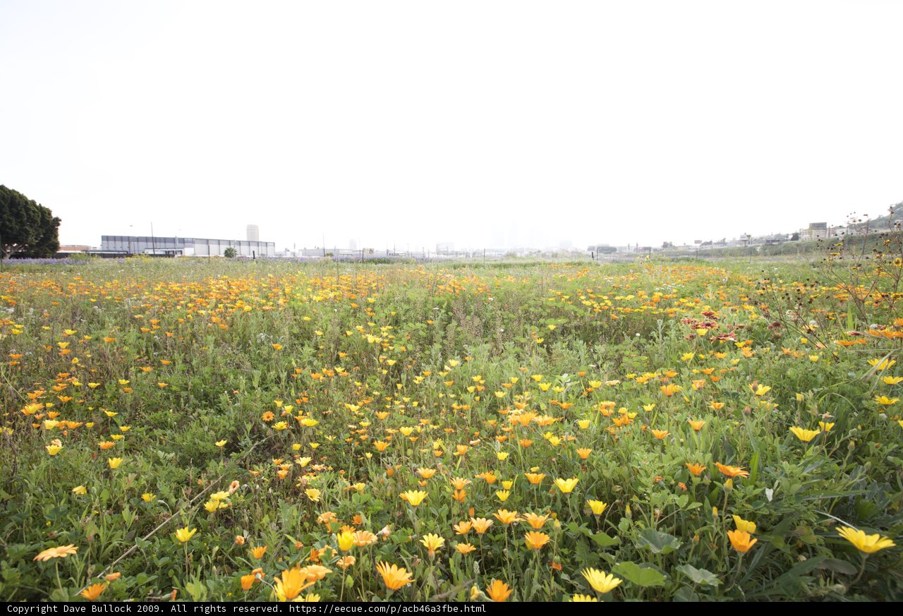 City Flower Fields
