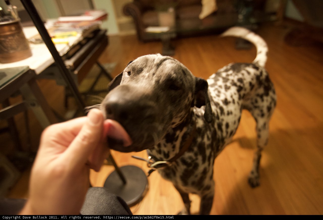 Wood Flooring and Man's Best Friend