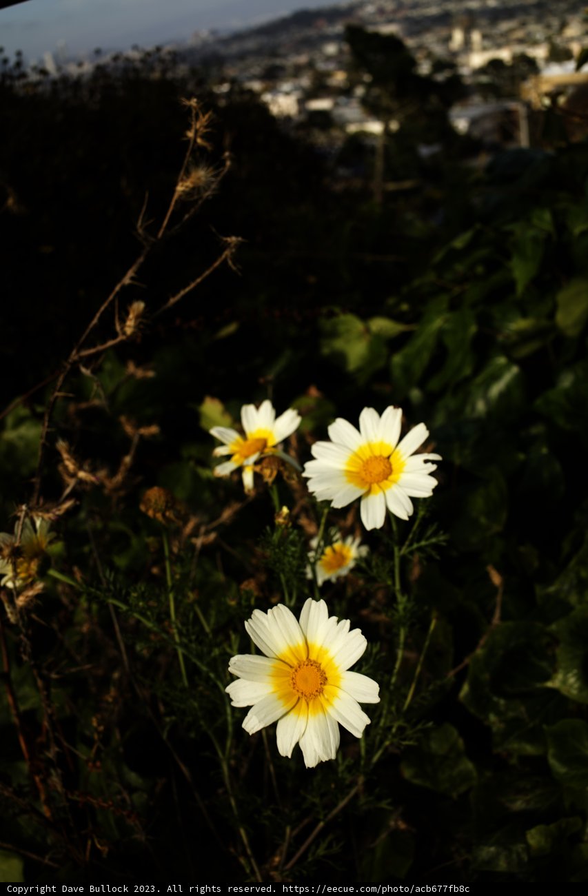 Summer's Daisy Delight in San Francisco, 2023