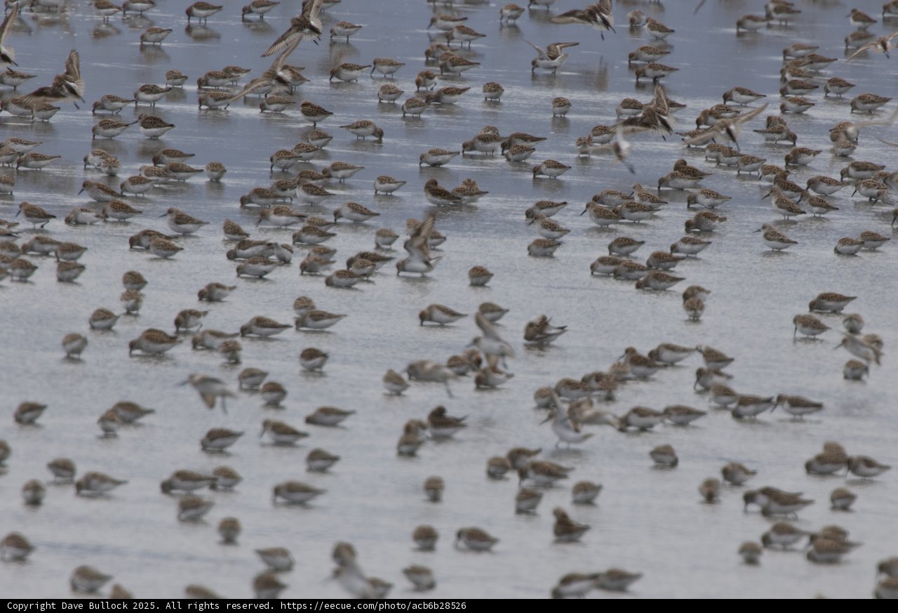 Symphony in Flight