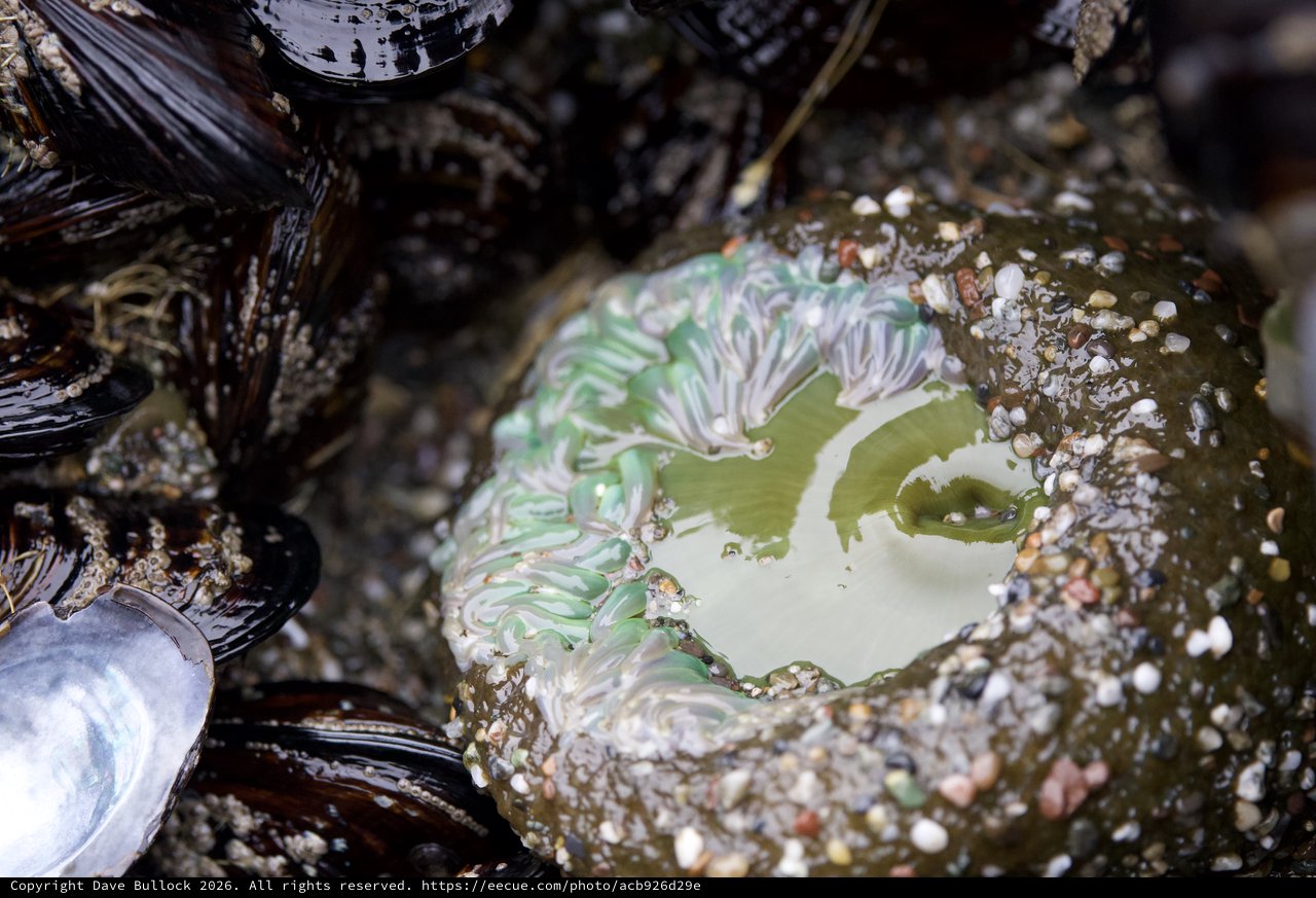 Giant Green Anemone Blooms in Rocky Tide Pool