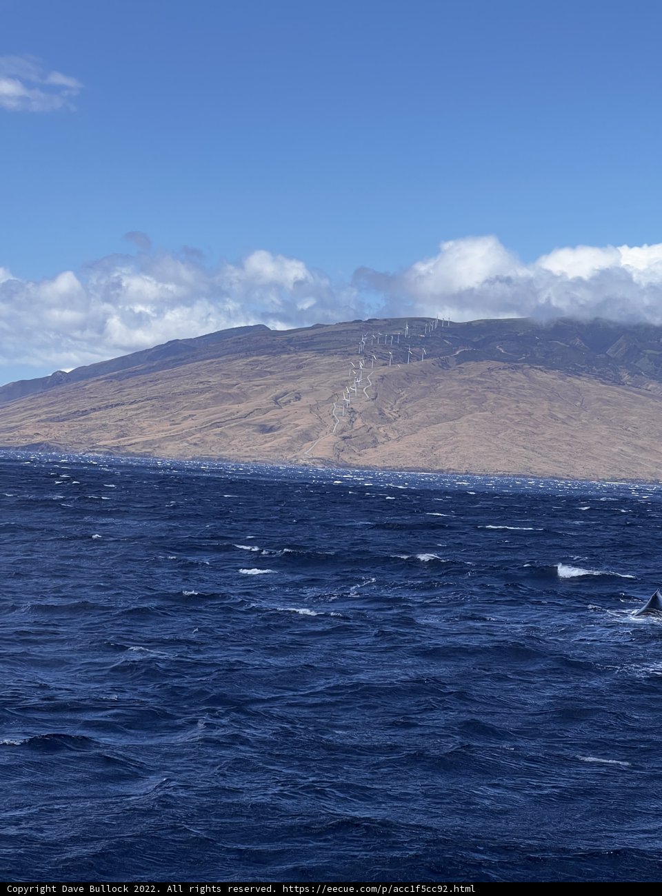 Majestic Whale in the Waters of Hawaiʻi