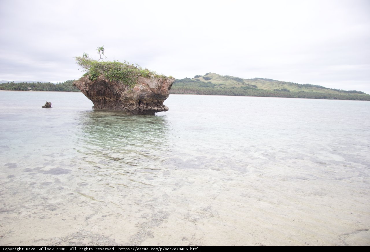 Tree Among the Rocks