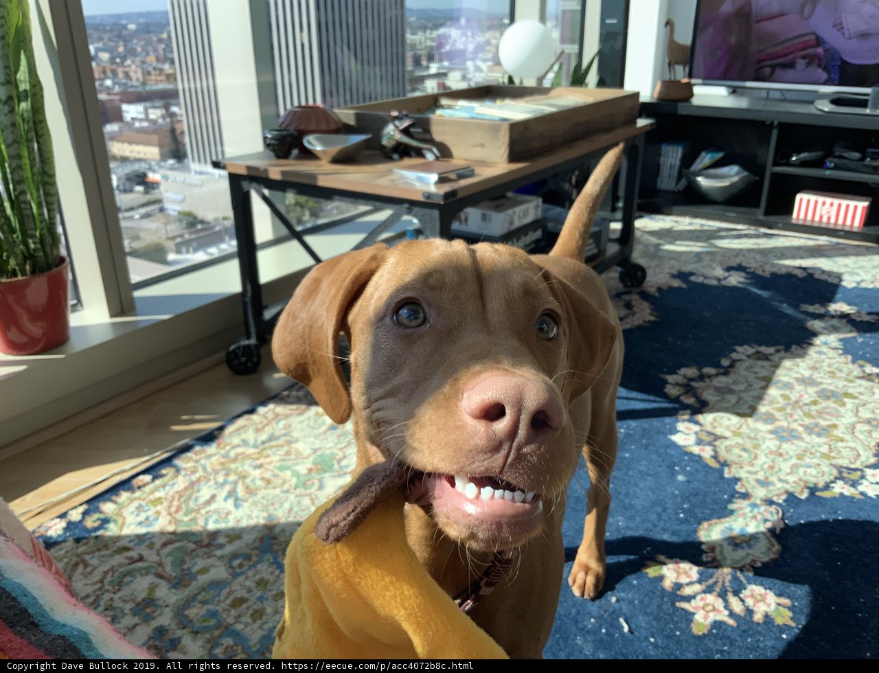 Furry Friend in the Living Room