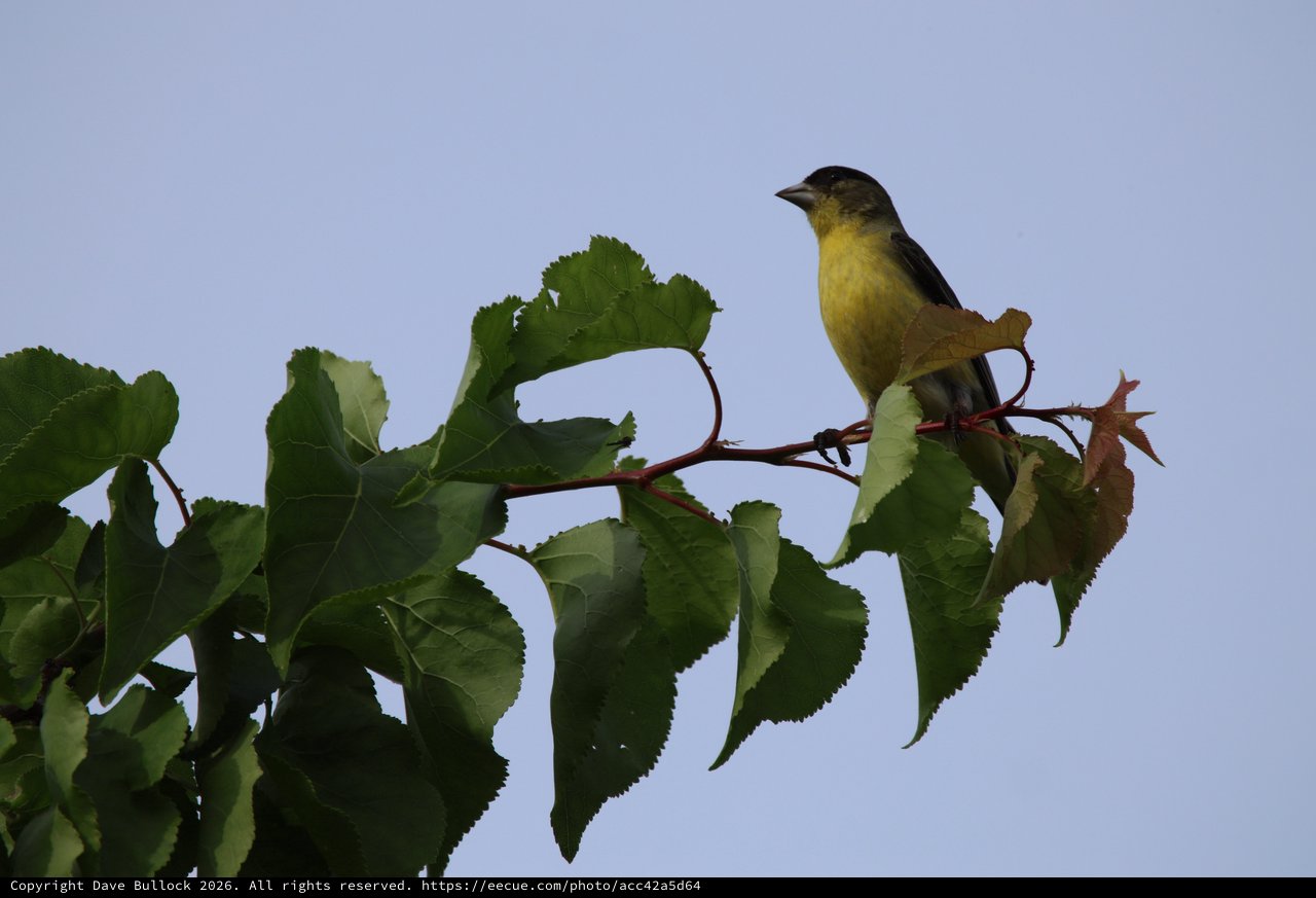 Lesser Goldfinch Perched on Sunflower Branch at Dusk