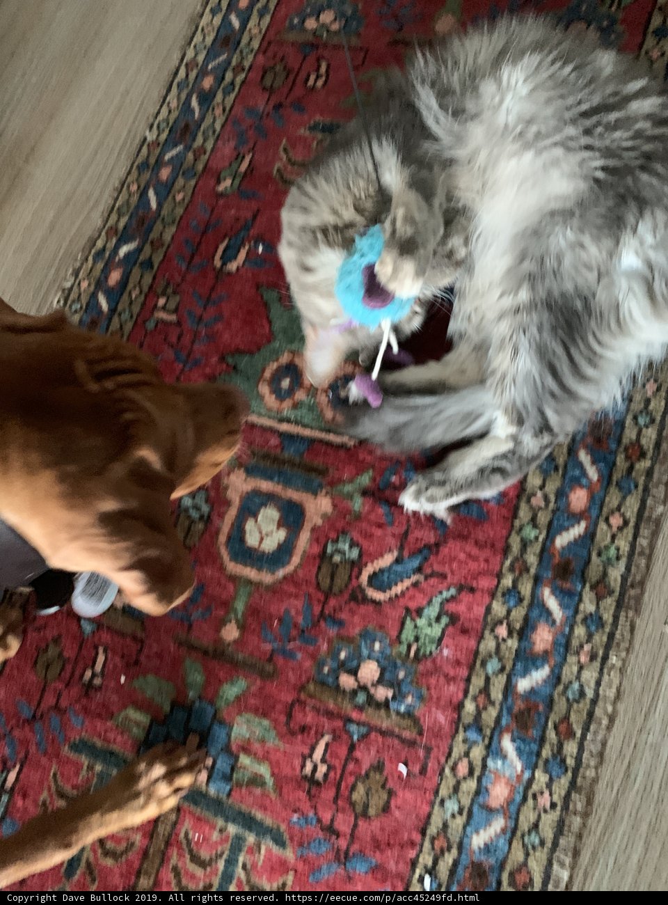 Furry Friends' Playtime on Wood Flooring