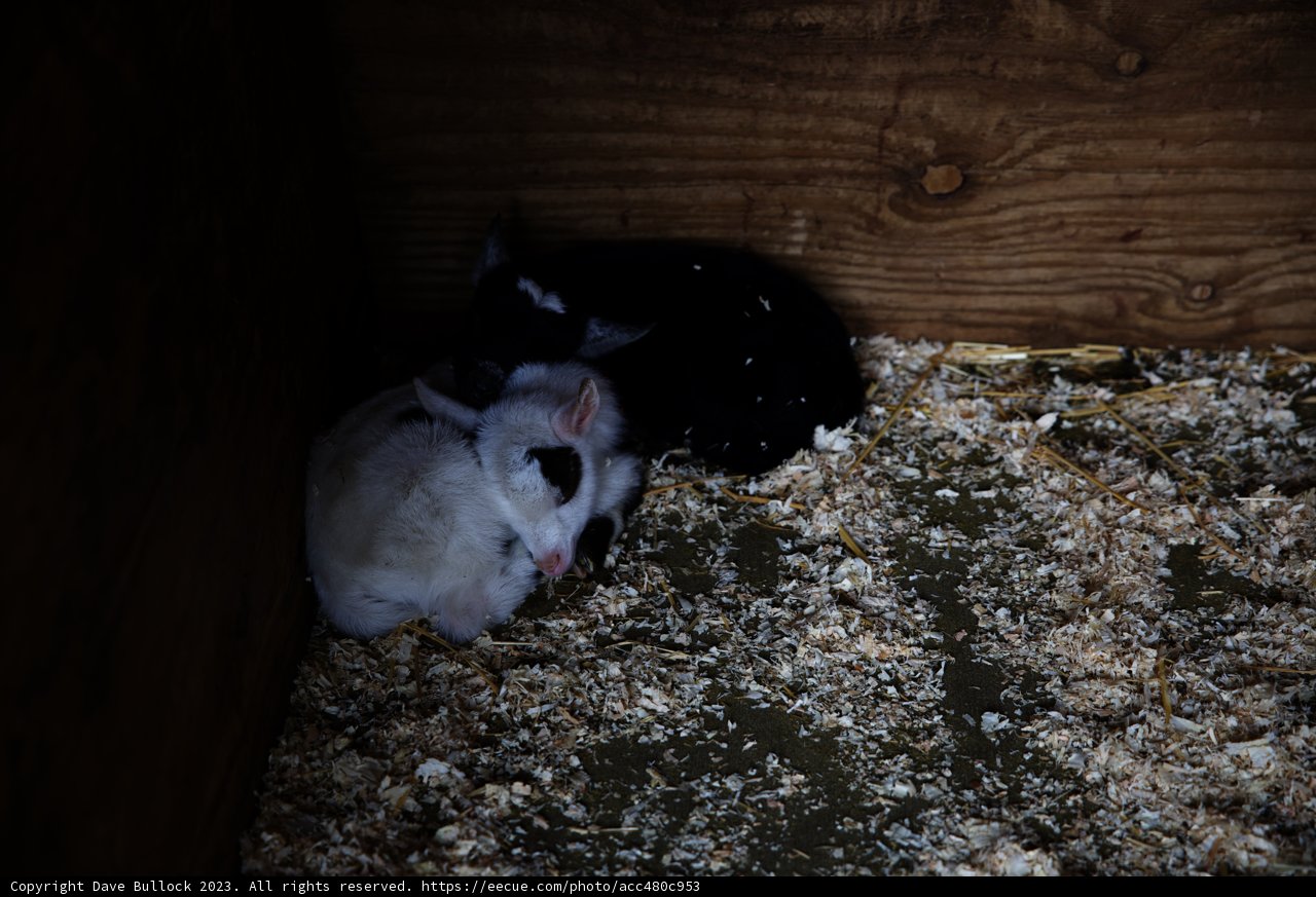 Cuddly Companions in a Cozy Corner