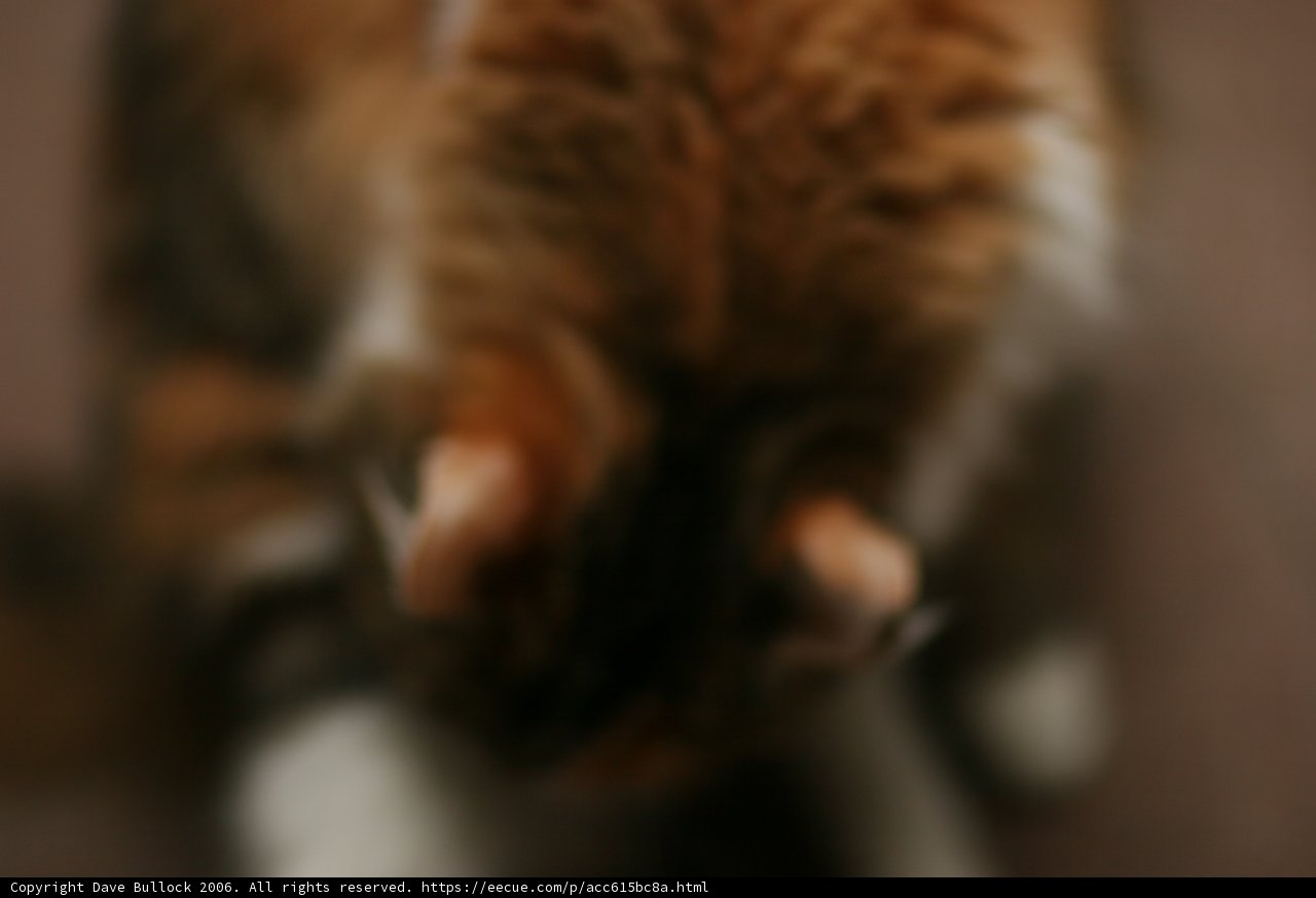 Fuzzy Feline Friend