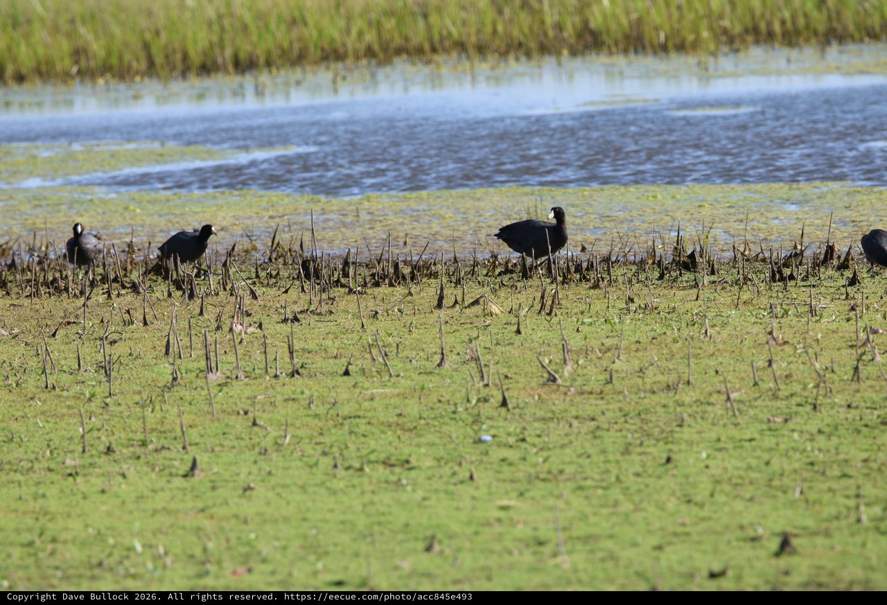 American Coots Foraging in Harvested Rice Field Wetland