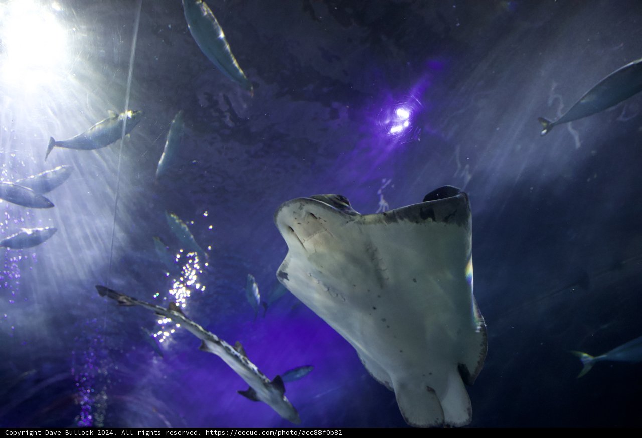 Majestic Manta: A Dance Underwater