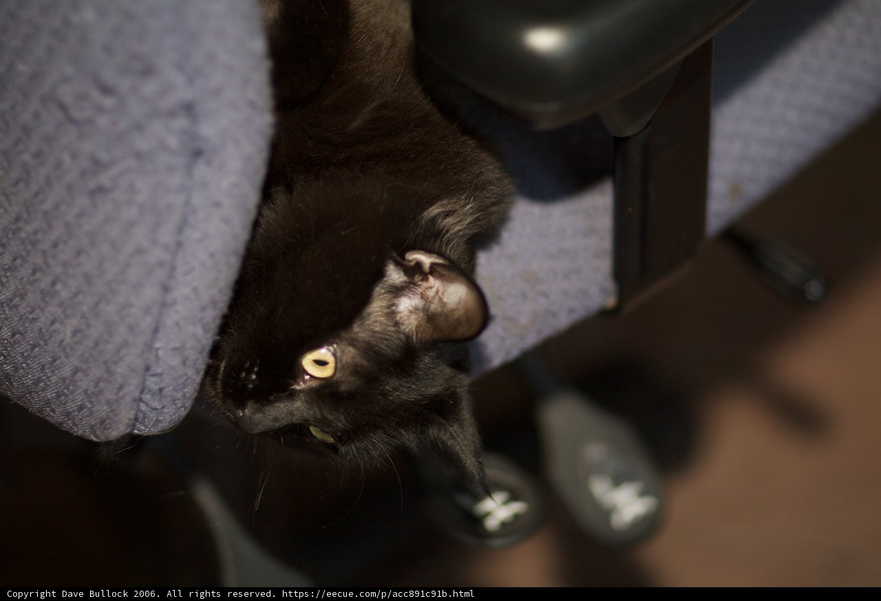 Relaxing on the Chair