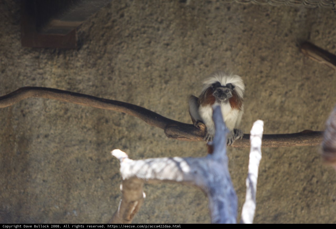 Primate Perch