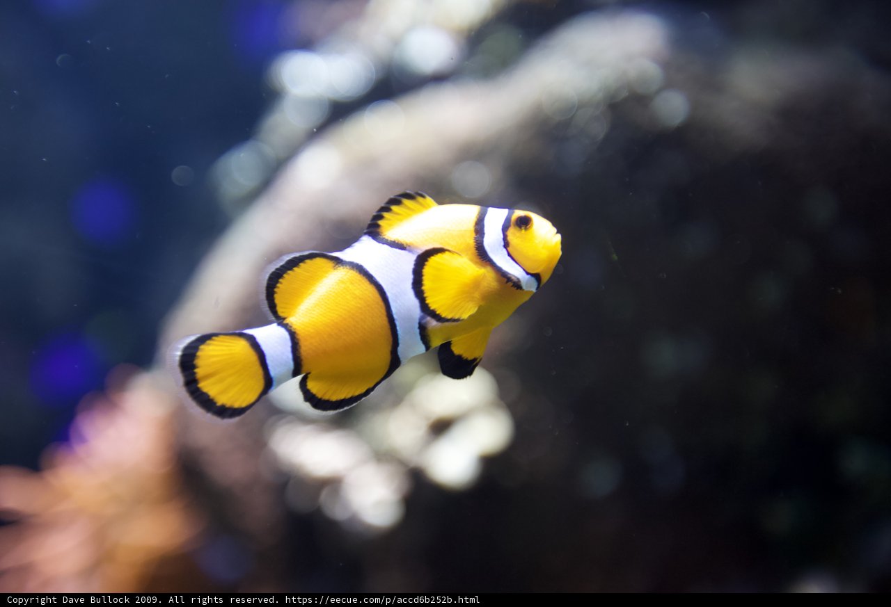 Underwater Beauty