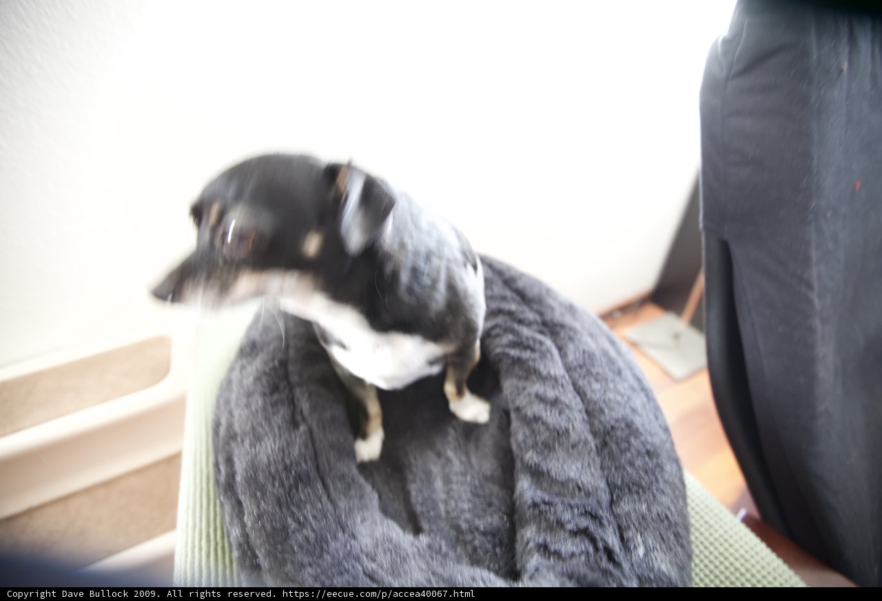 Furry Friend on Linen Bed
