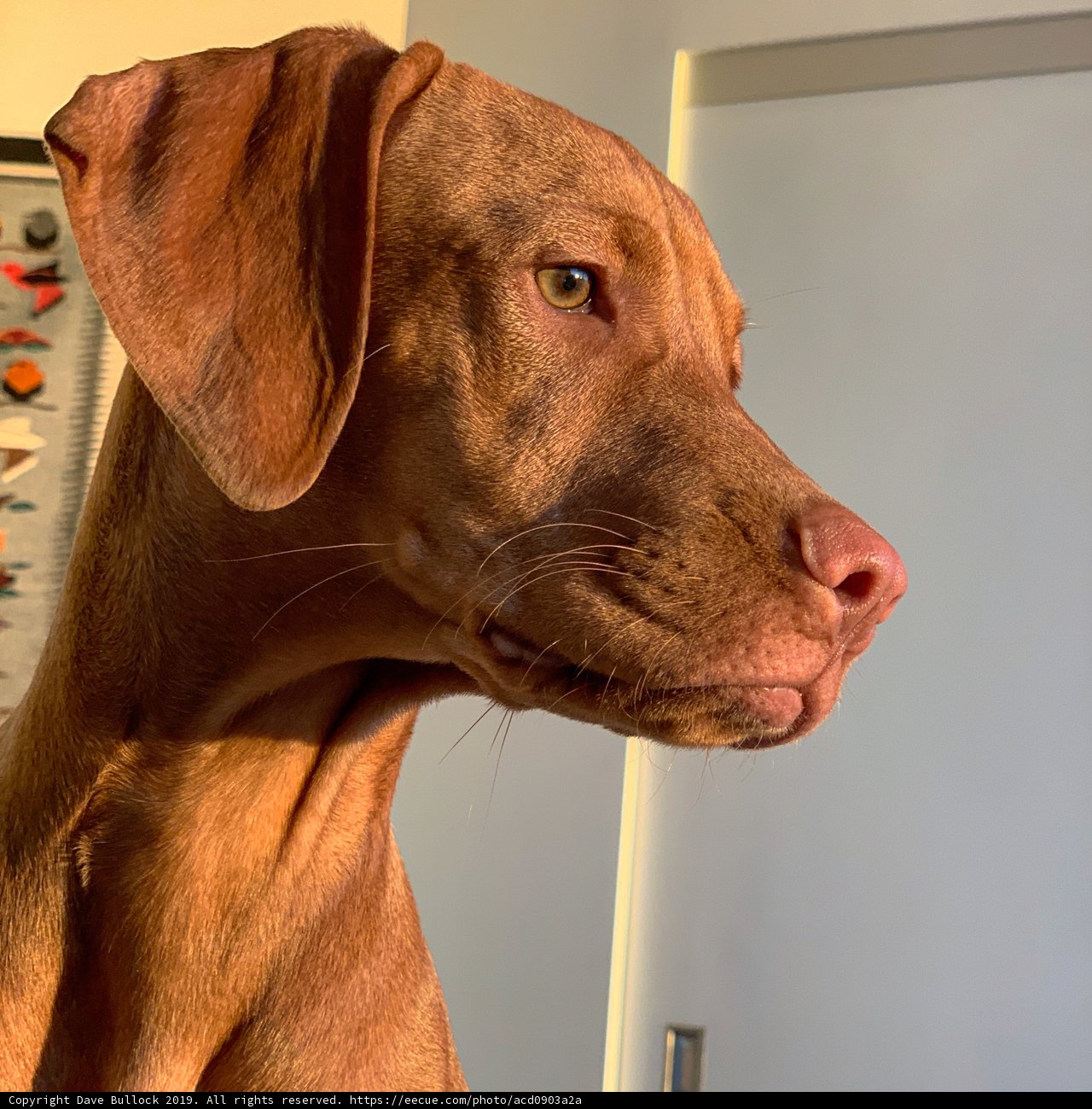 Meet the Vizsla puppy in Los Angeles