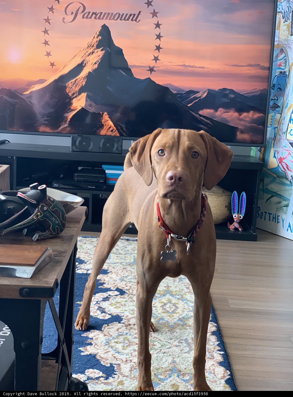 Man's Best Friend's Favorite Pastime