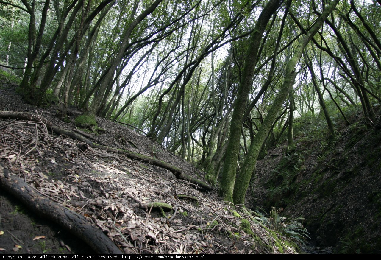 Majestic Wilderness