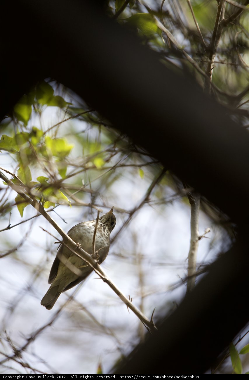 Woodland Finch