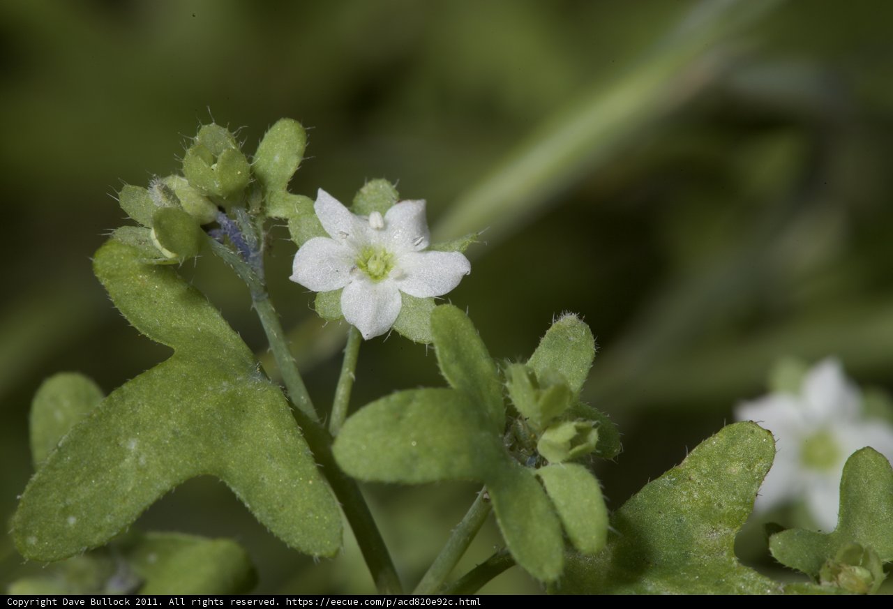 Geranium Bloom