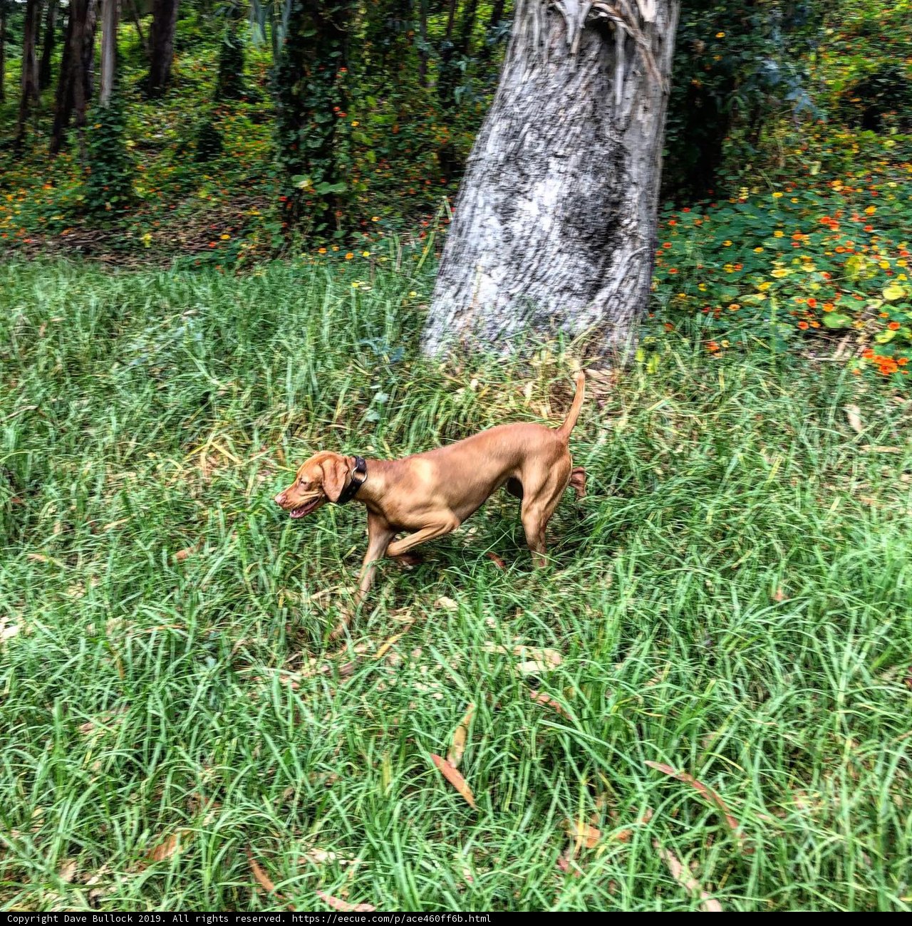 Puppy on the Run