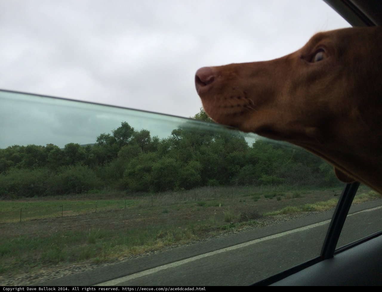 Road Trip with Man's Best Friend