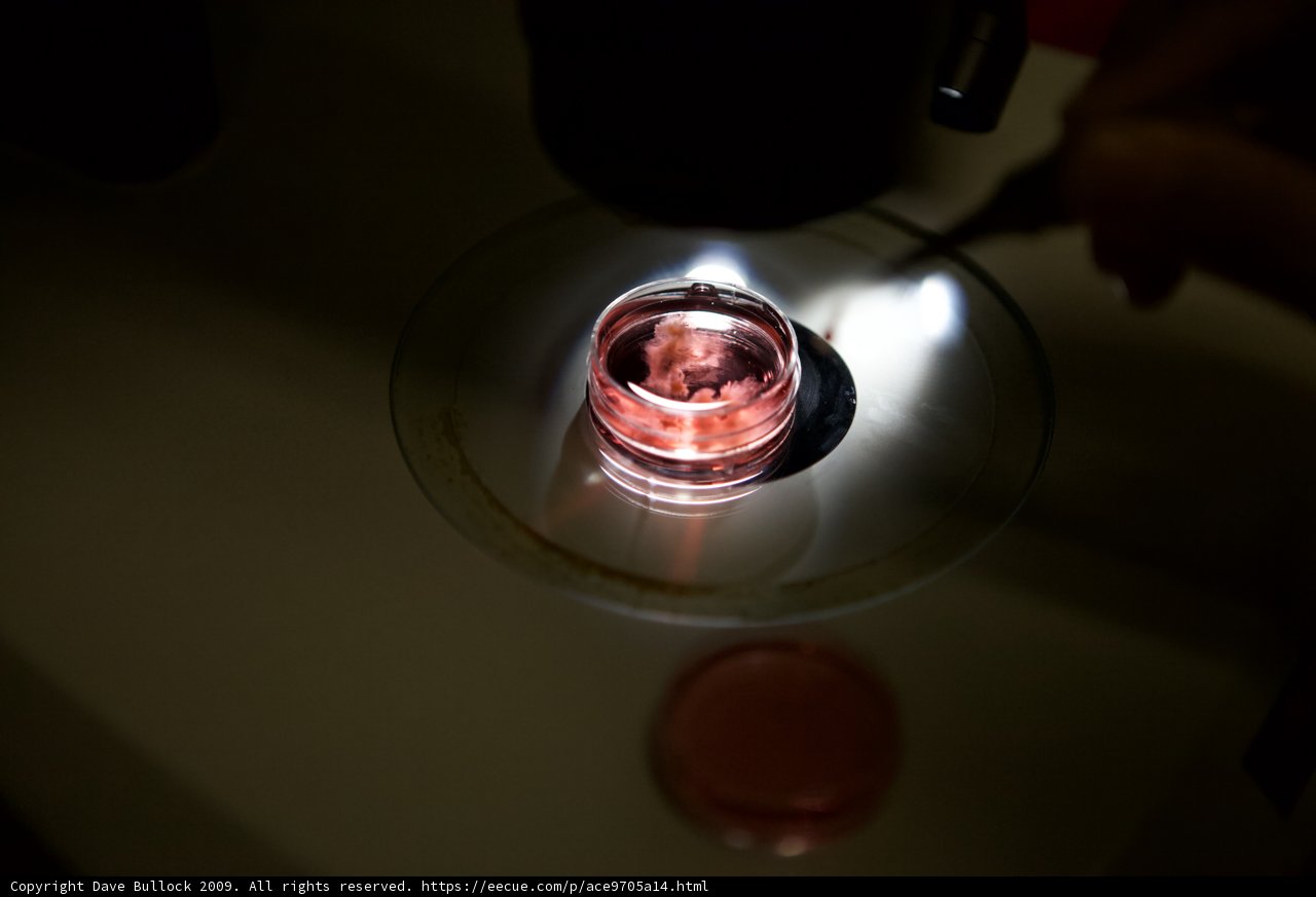 Examining Glassware under a Microscope