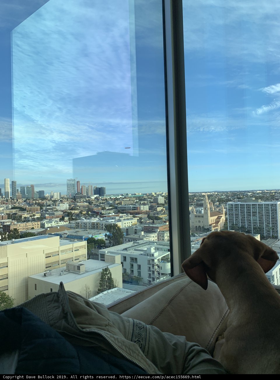 Urban Pet