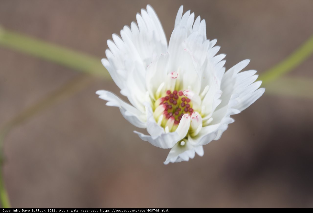Red-Centered White Daisy