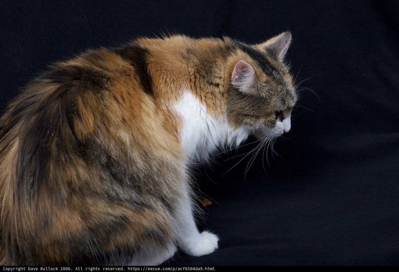 The Majestic Manx