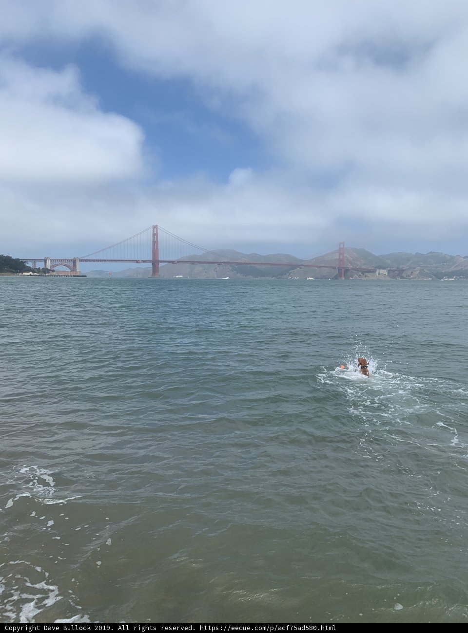 Swimming with a View of Golden Gate Bridge