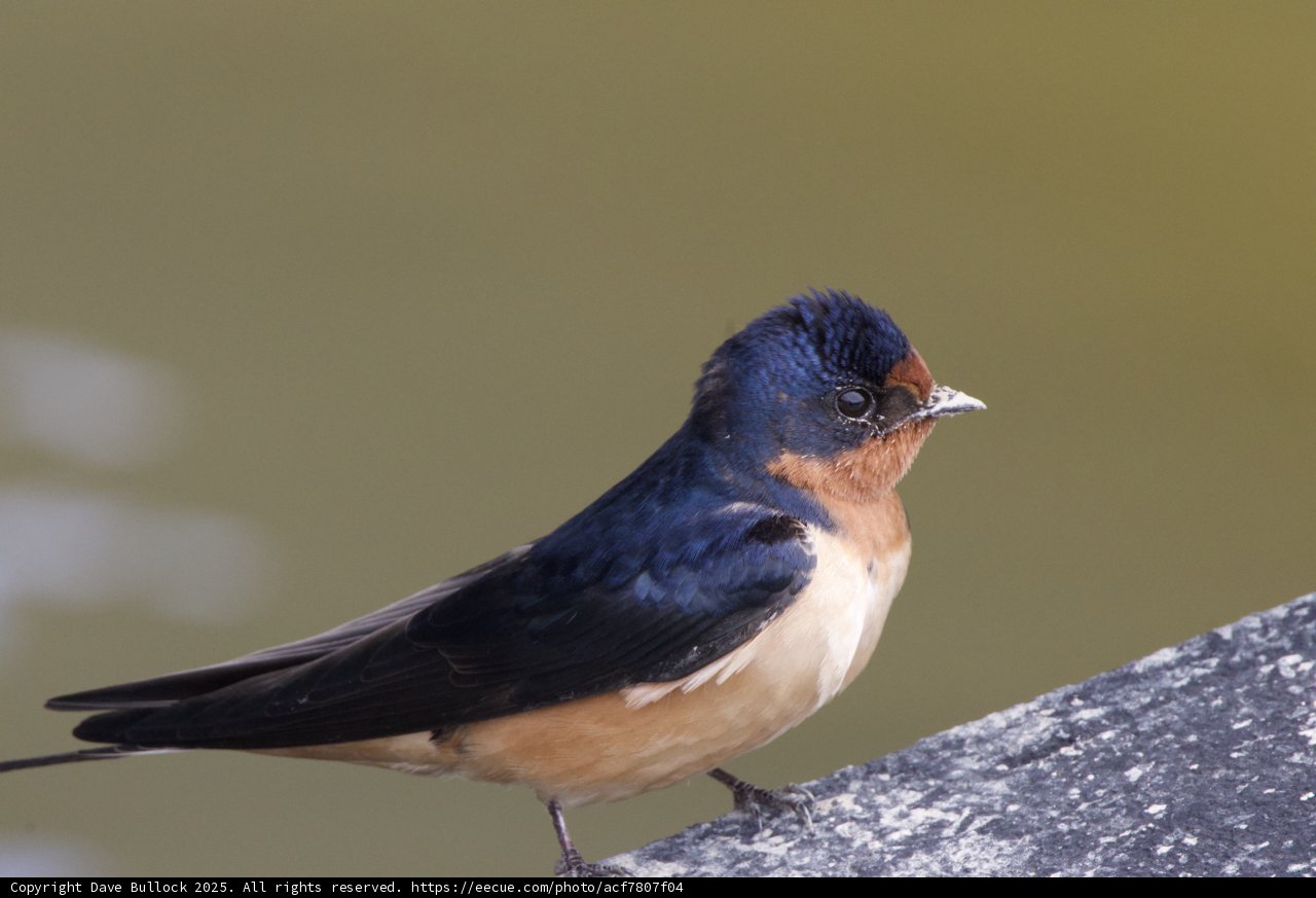 A Moment with a Feathered Jewel