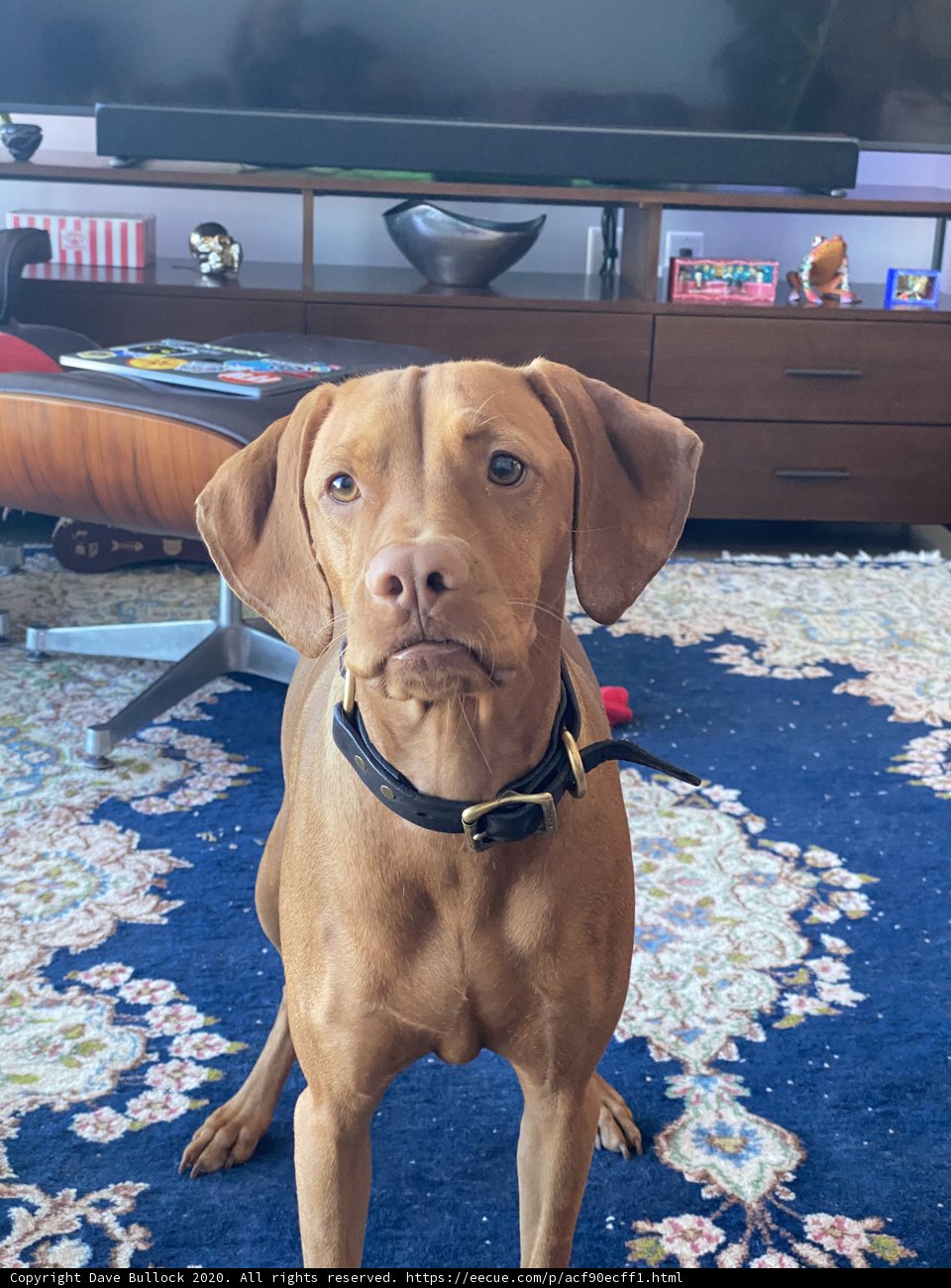 TV Time for the Vizsla