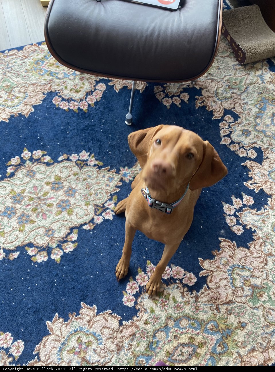 Puppy Love in the Living Room