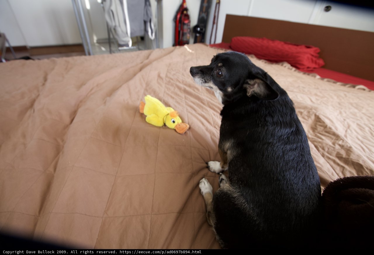 A Dog's Favorite Toy