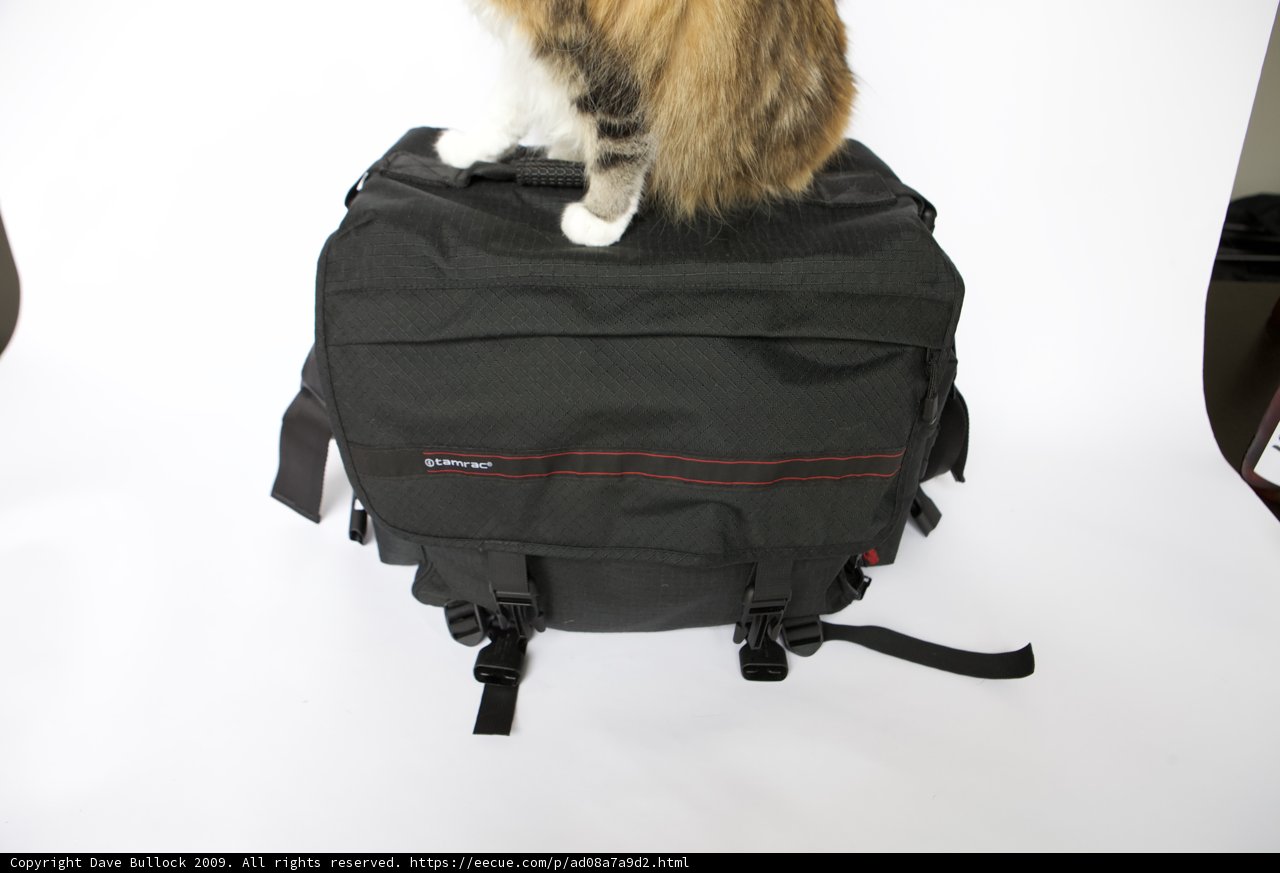 Feline Travel Companion